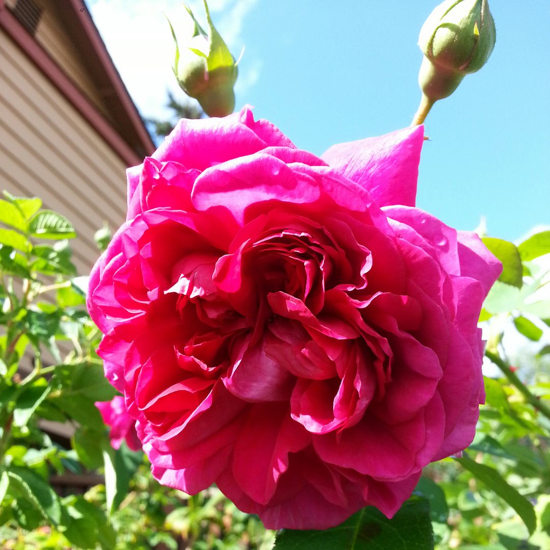  photo 20140925_131458-1_zpsq1azwnsp.jpg